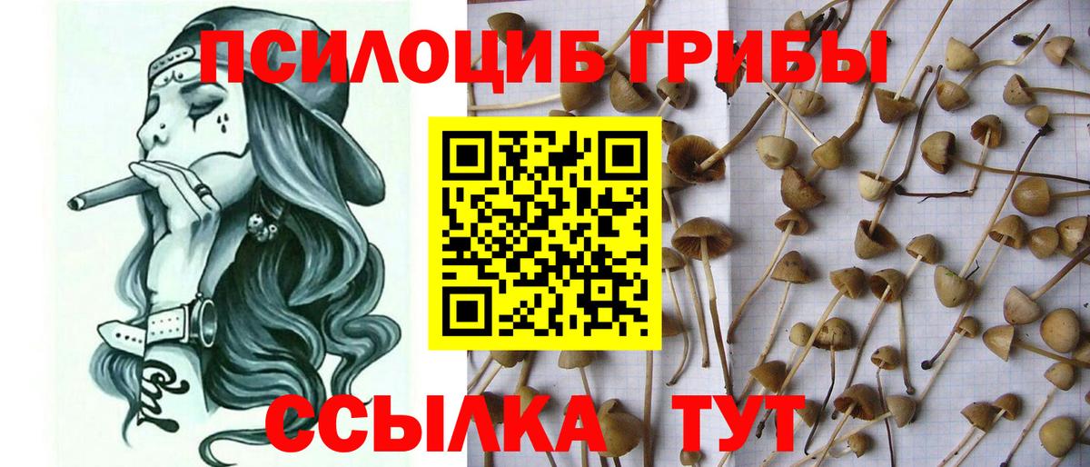 Гудермес  Псилоцибиновые грибы Magic Shrooms  Вход с VPN 